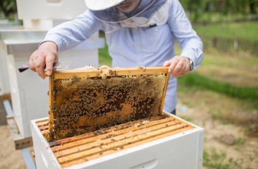 ruche-apiculture-abeille