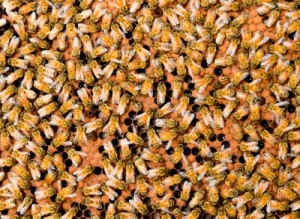 Désinsectisation abeilles