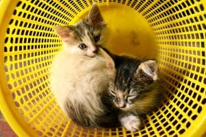 deux-chats-cohabitation